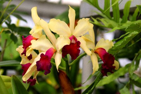 Cream floral blossom