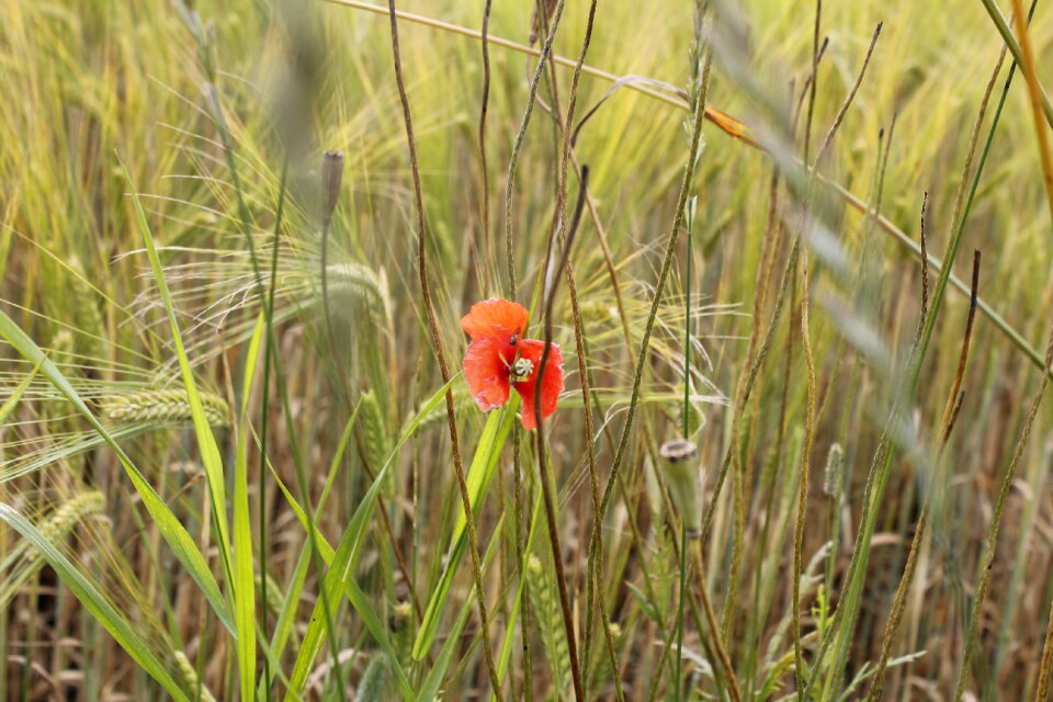 Mohngewaechs cereals klatschmohn