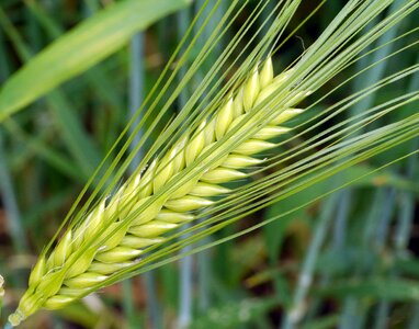 Immature green cereals photo