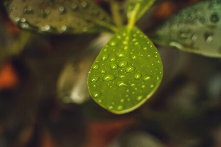 Leaf dew rain