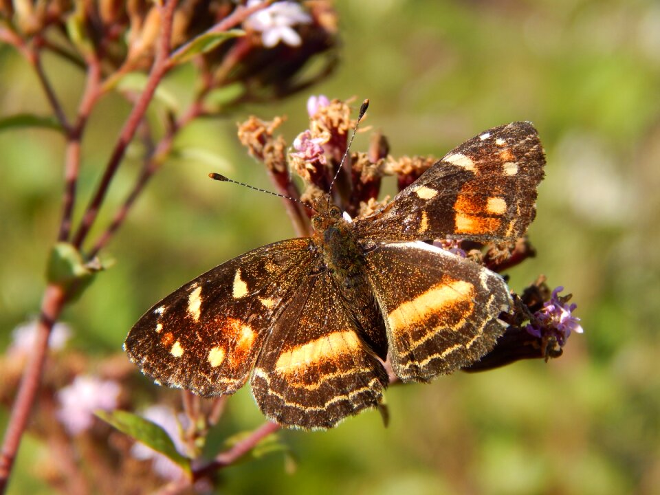 Sucking posing lepidoptera
