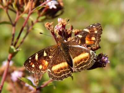 Sucking posing lepidoptera