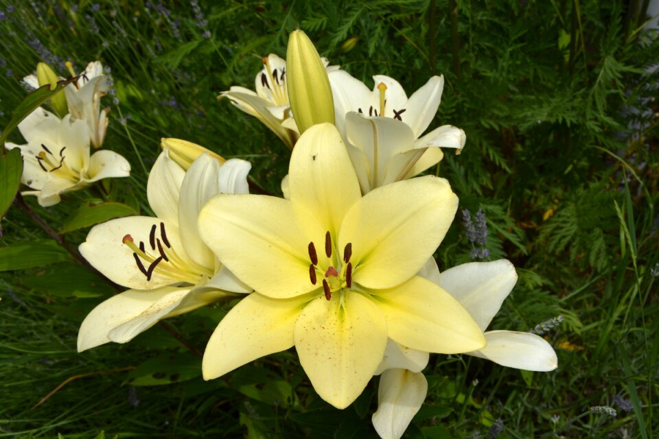 Nature spring yellow flowers