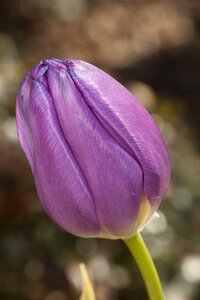 Floral tulipa spring photo