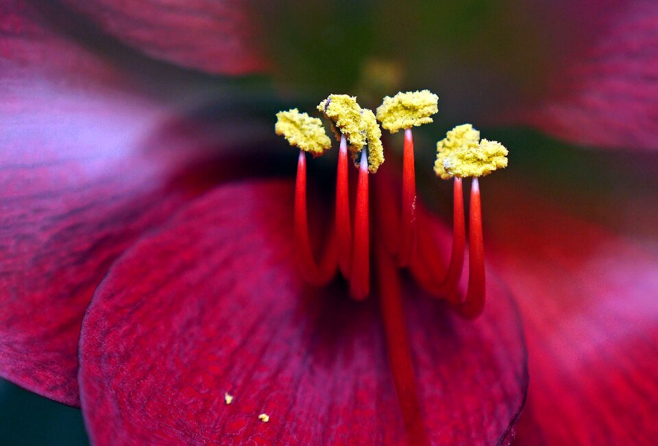 Bloom stamens macro