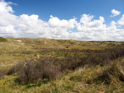 Nationaal Park Zuid-Kennemerland pic1