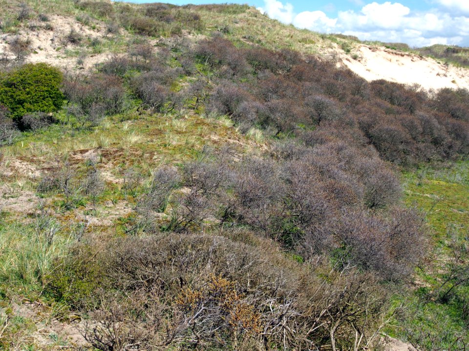 Nationaal Park Zuid-Kennemerland pic5