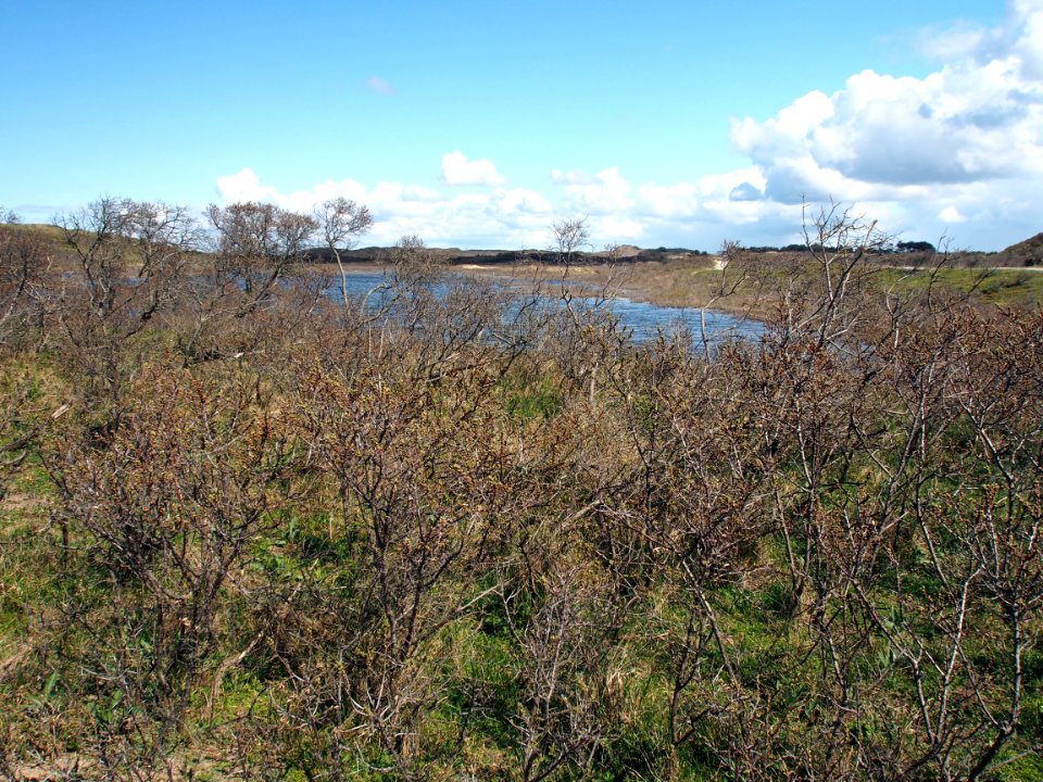 Nationaal Park Zuid-Kennemerland pic12