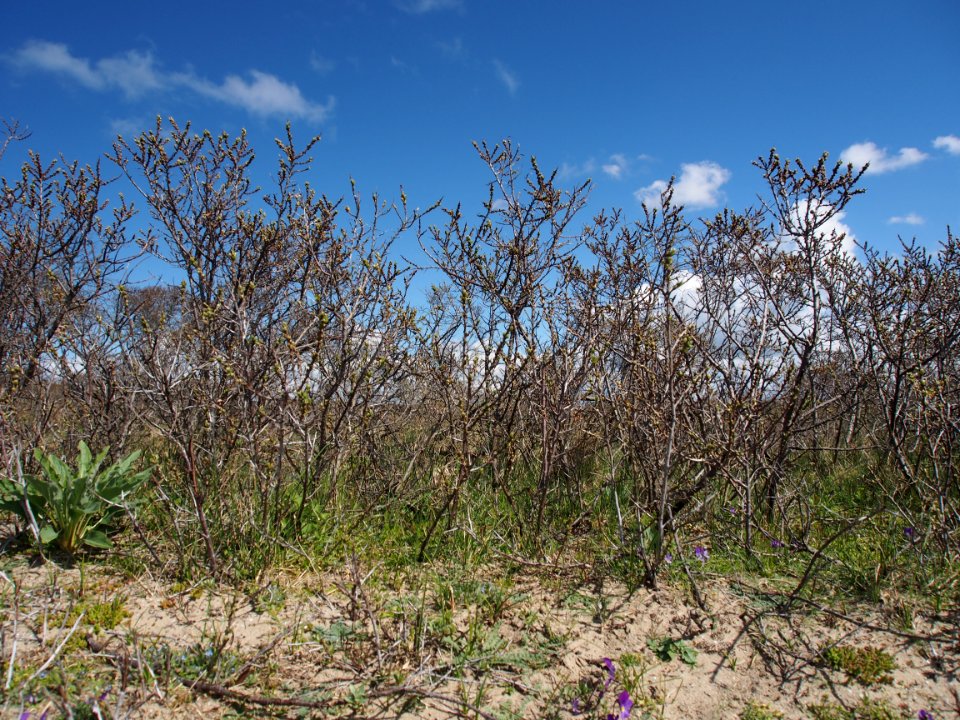 Nationaal Park Zuid-Kennemerland pic9