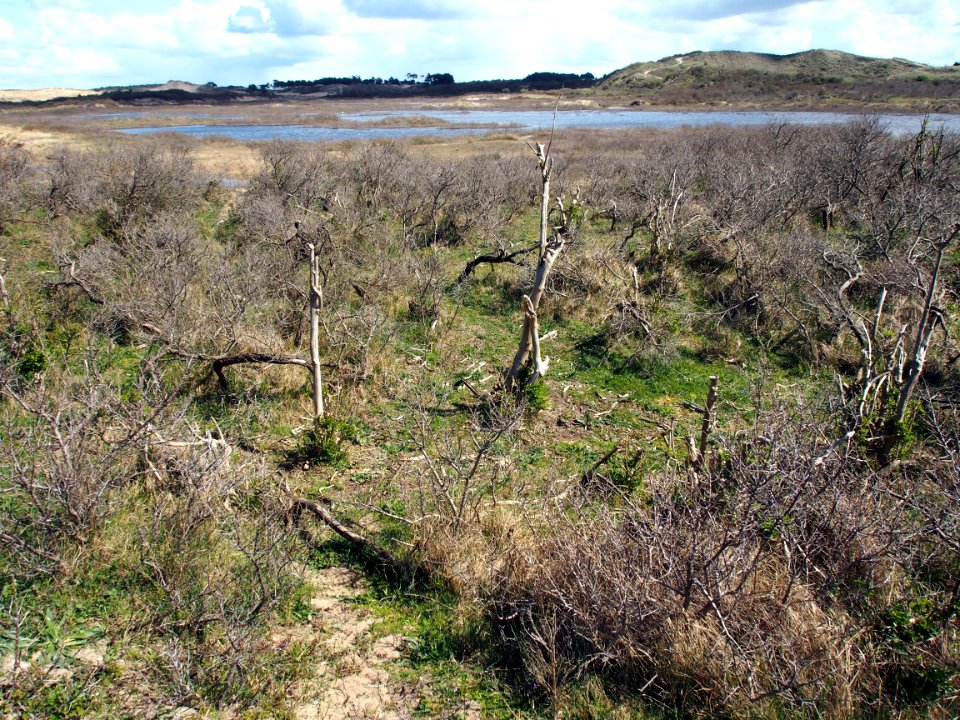 Nationaal Park Zuid-Kennemerland pic13