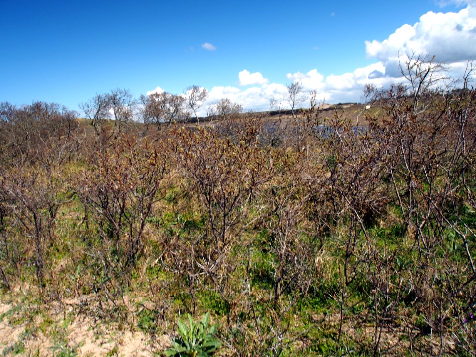 Nationaal Park Zuid-Kennemerland pic11