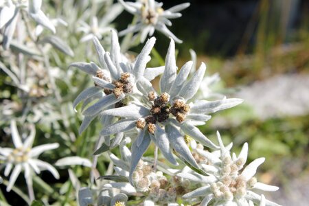 Alpine edelweiß alpine flower protected
