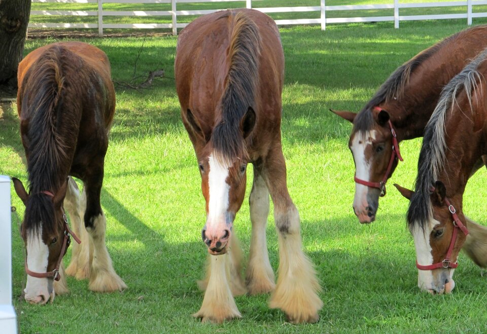 Yearlings young grazing