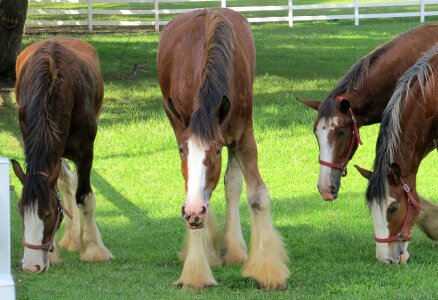 Yearlings young grazing