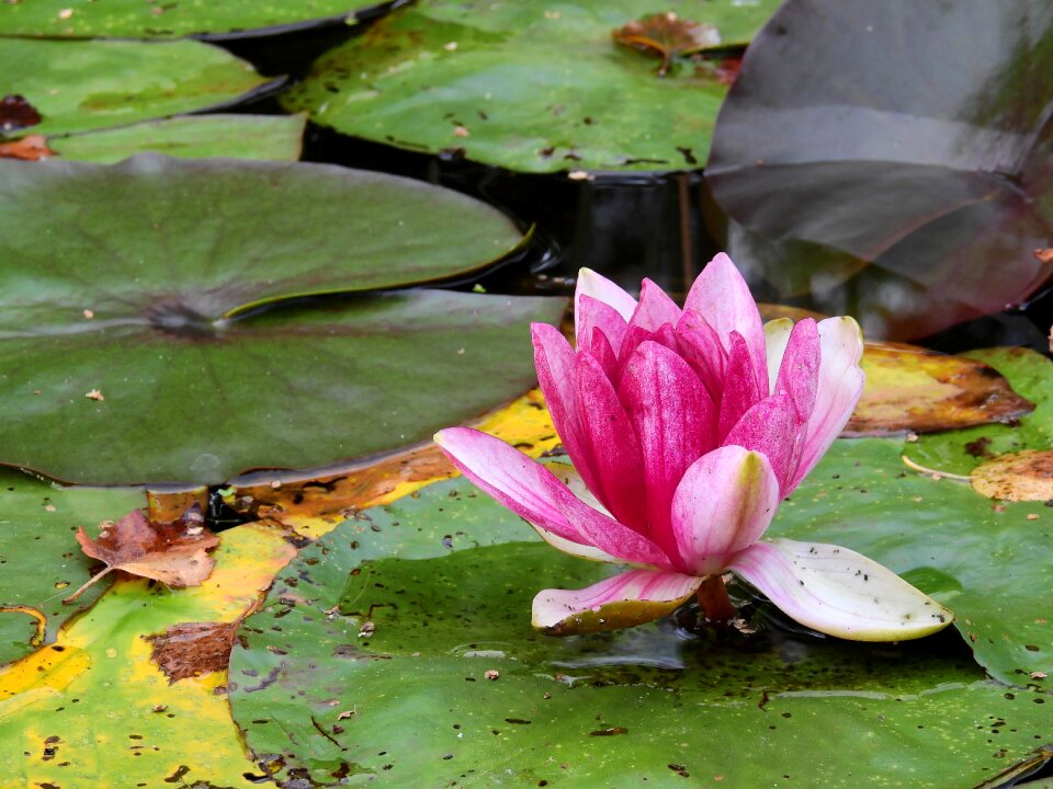 Water lily nature blossom