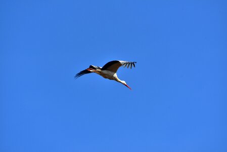 Black white bill rattle stork photo