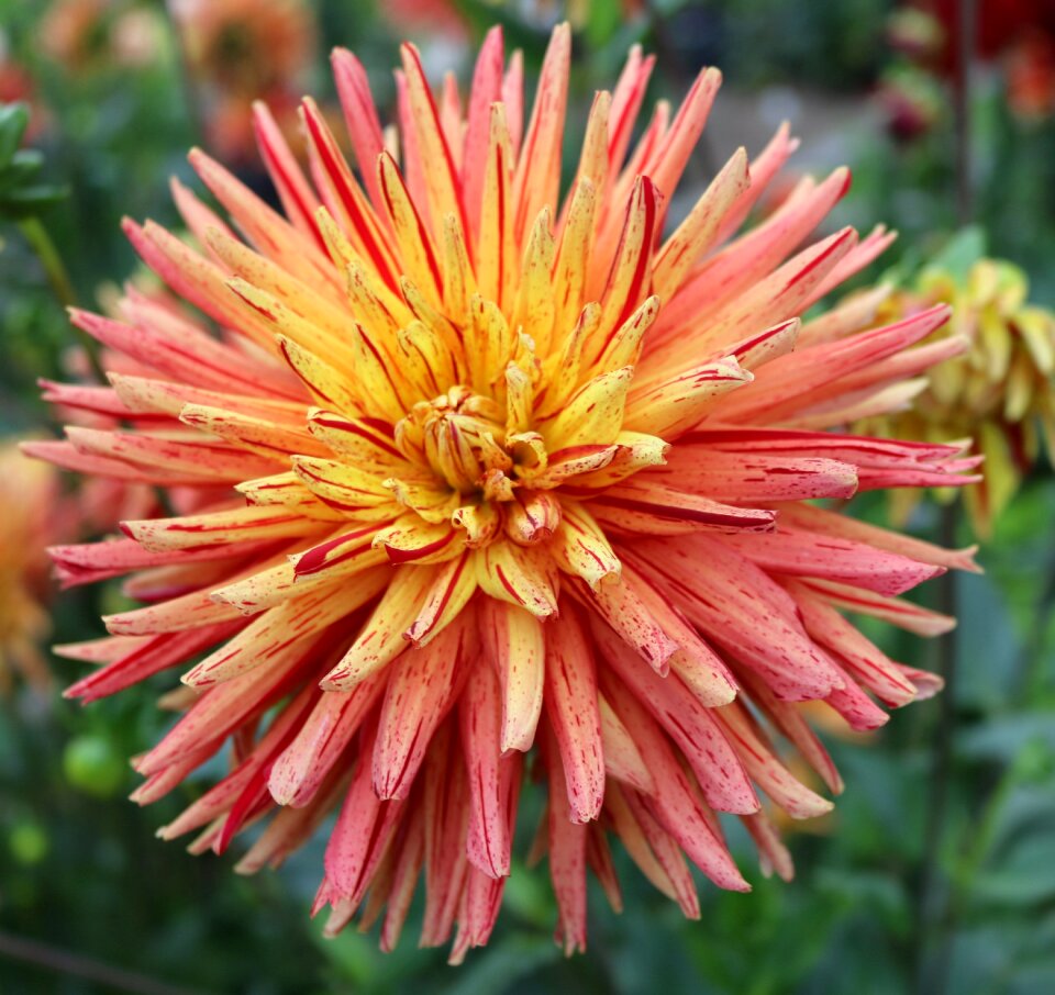 Flowers chrysanthemum krupnyj plan