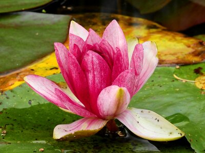 Water lily nature blossom