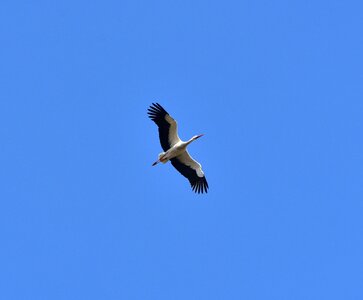 Black white bill rattle stork