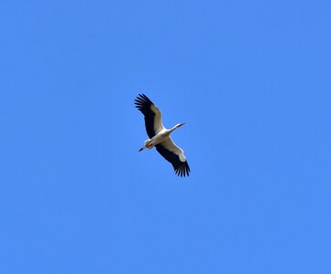 Black white bill rattle stork photo