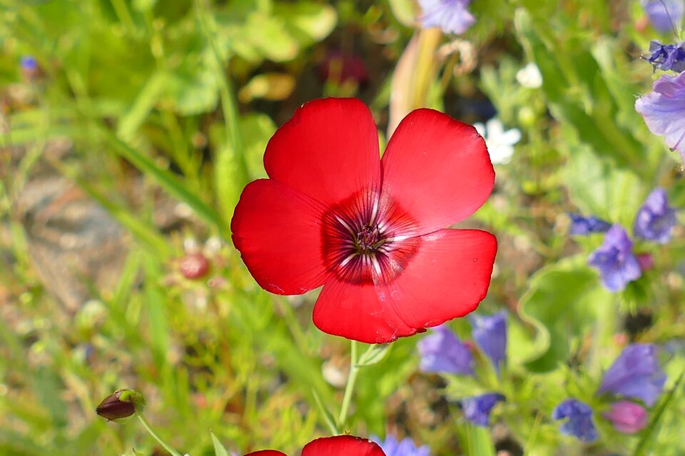 Wild flower red macro