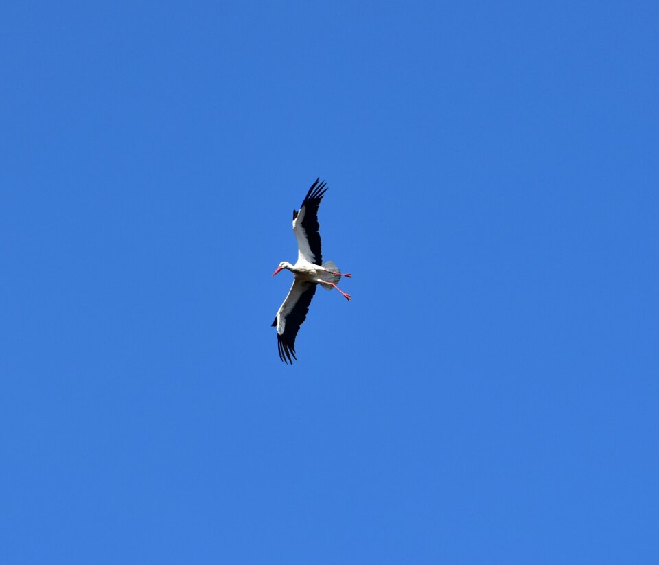 Black white bill rattle stork