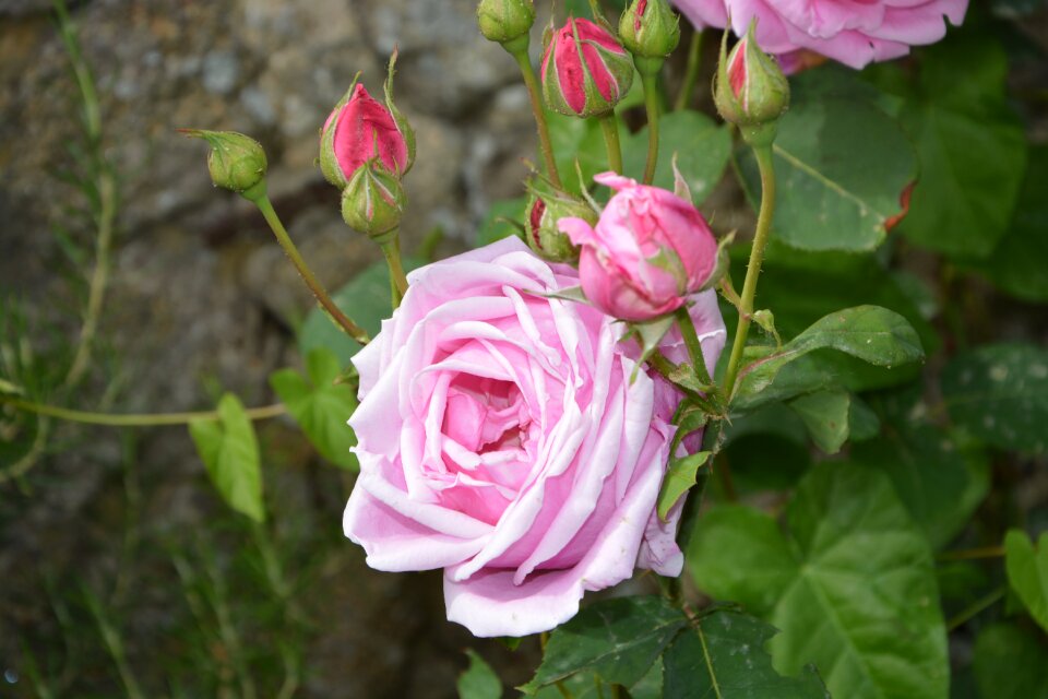 Bouquet garden pink