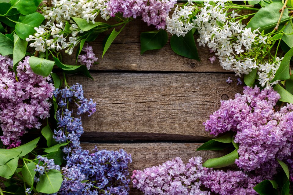 Postcard purple spring