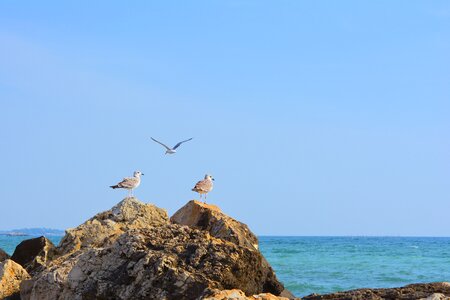 Great black sea water photo