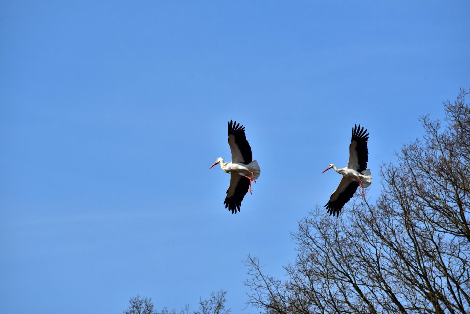 Black white bill rattle stork