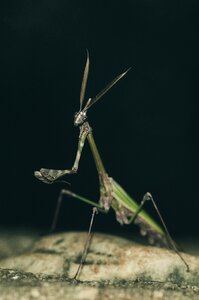 Mediterranean close up praying mantis photo