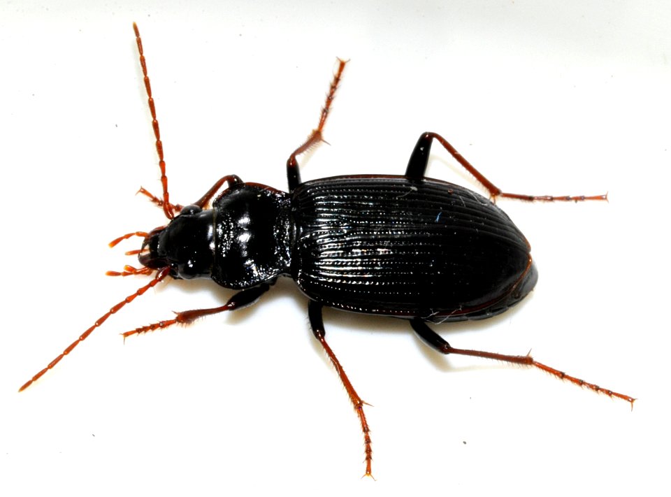 Nebria-brevicollis-11-fws