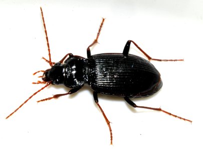 Nebria-brevicollis-11-fws