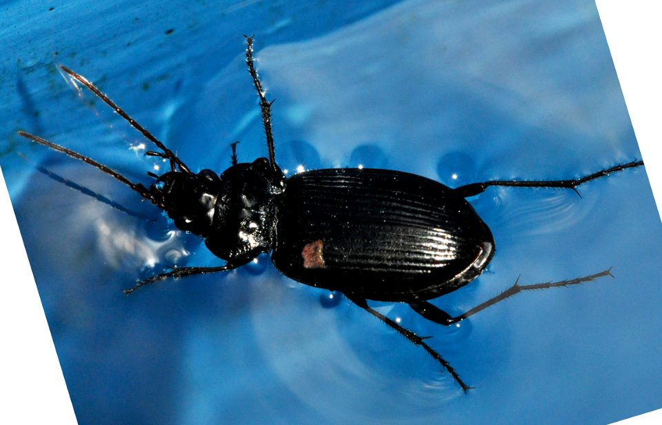 Nebria-unidentified-04-fws