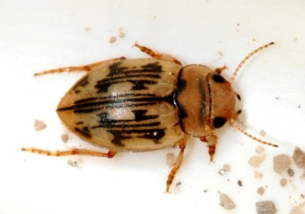 Nebrioporus-undetermined-01-fws