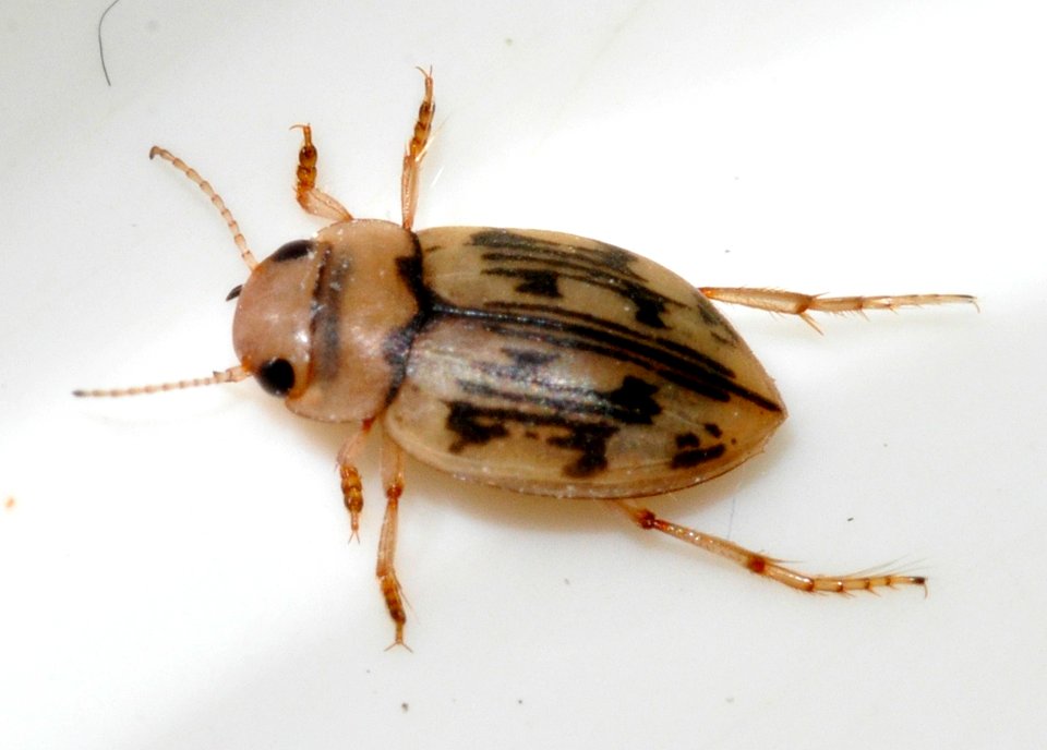 Nebrioporus-undetermined-05-fws