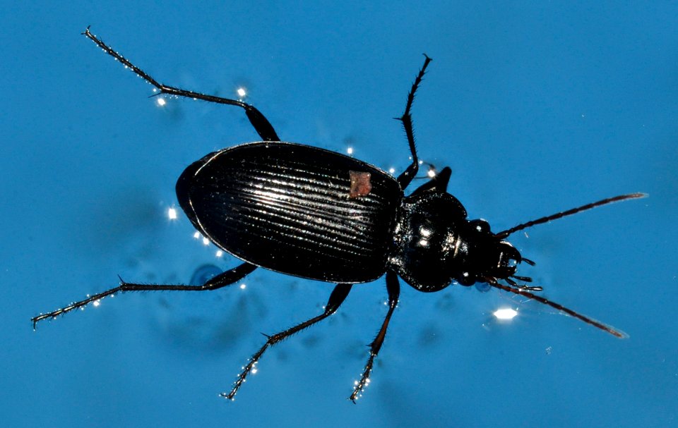 Nebria-unidentified-03-fws