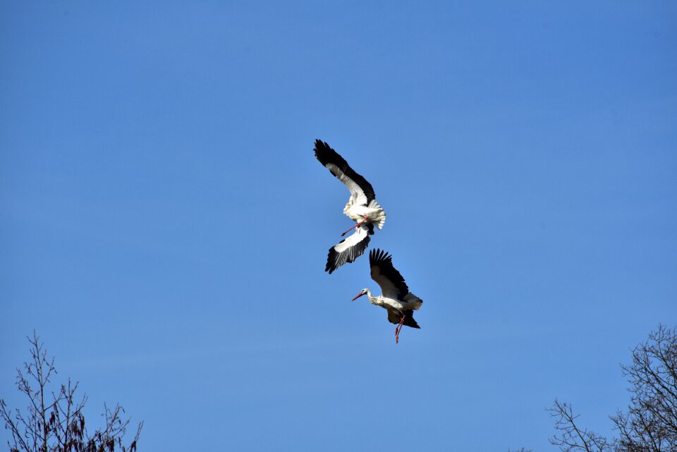 Black white bill rattle stork