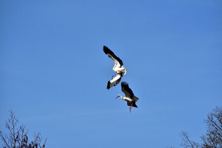 Black white bill rattle stork