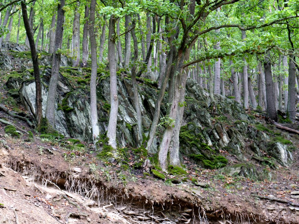 Near north bank of the Urftsee 15
