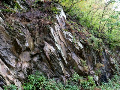 Near north bank of the Urftsee 11