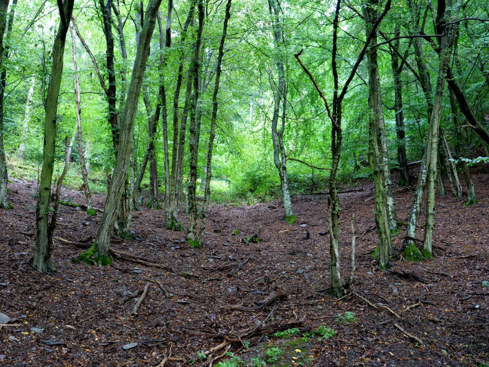 Near north bank of the Urftsee 10