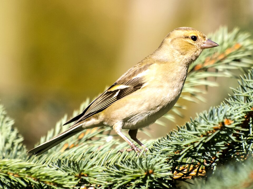 Songbird garden bird nature