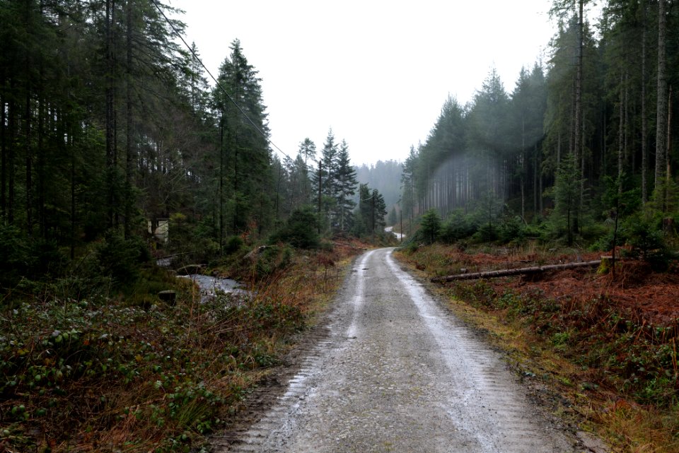 Near Seebach Northern Black Forest 2020-03-10 06