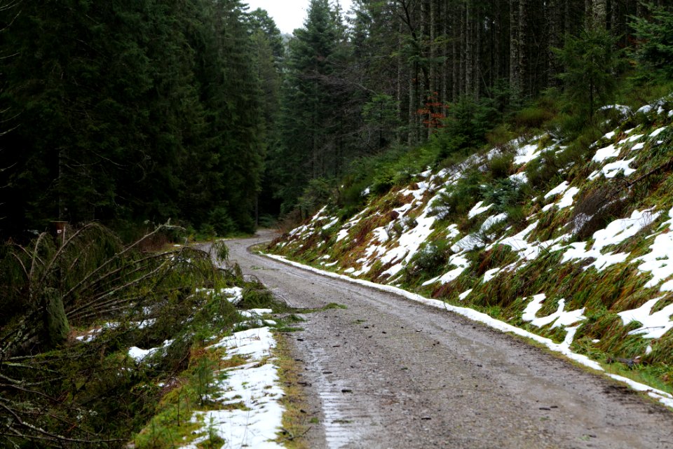 Near Seebach Northern Black Forest 2020-03-10 01