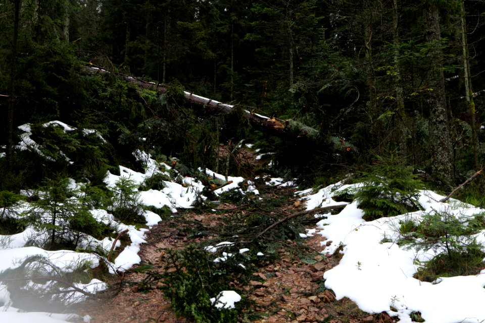 Near Seegraben Northern Black Forest 2020-03-10 39