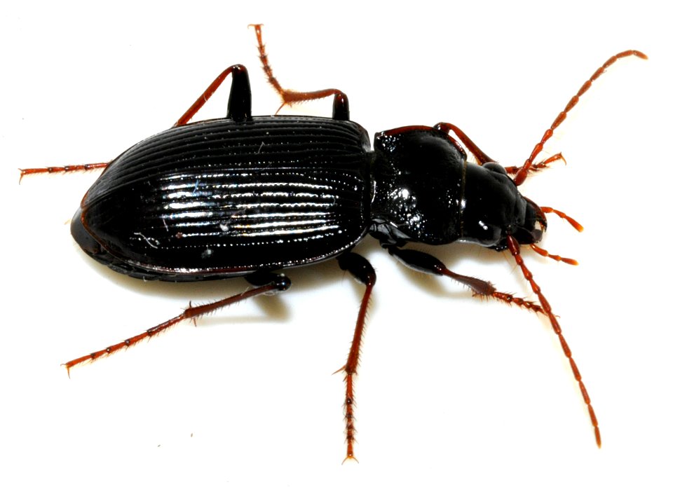 Nebria-brevicollis-15-fws
