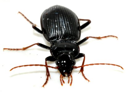 Nebria-brevicollis-13-fws