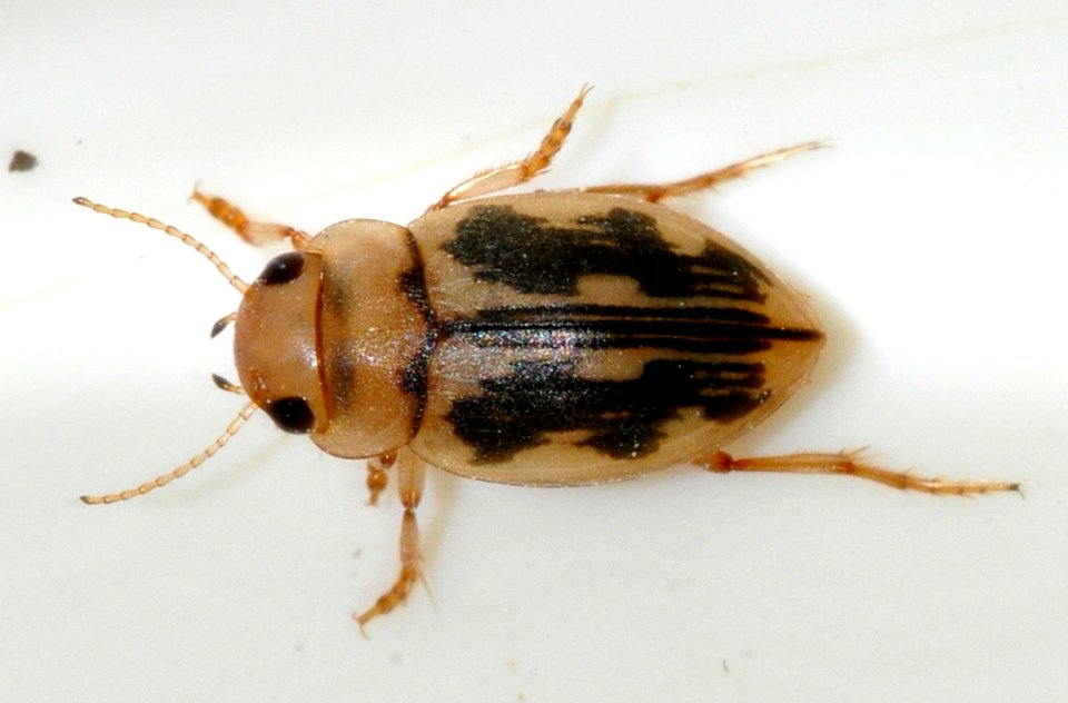 Nebrioporus-undetermined-07-fws