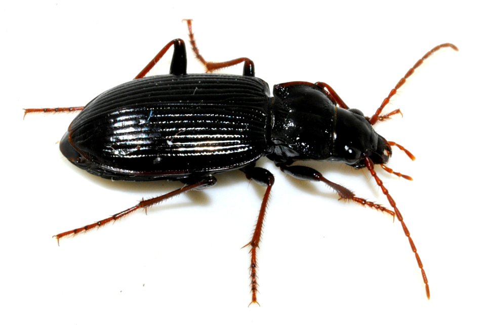 Nebria-brevicollis-14-fws